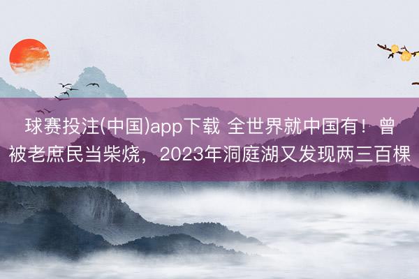 球赛投注(中国)app下载 全世界就中国有！曾被老庶民当柴烧，2023年洞庭湖又发现两三百棵
